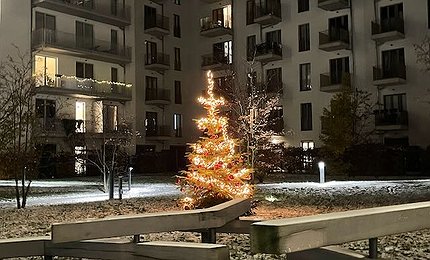 2024-November-weihnachtsbaum